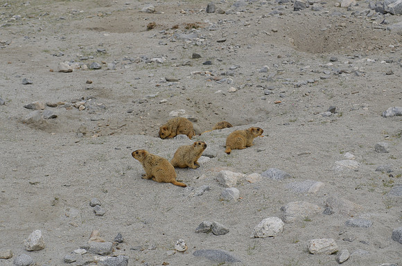 Wildlife in the Himalayas